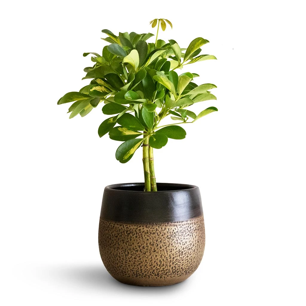 Mya Plant Pot - Deep Champagne 4 Mya Plant Pot - Deep Champagne - Image 2