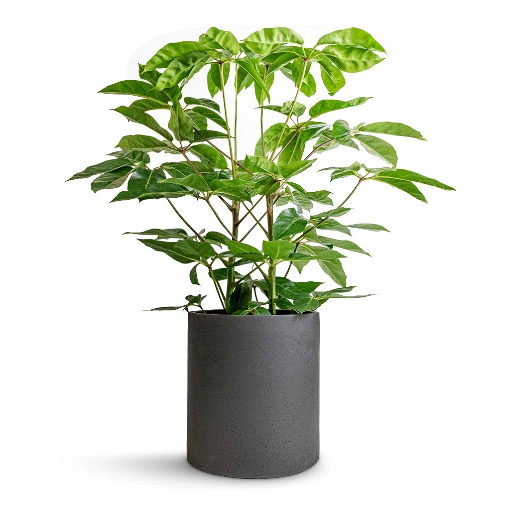 Max Refined Planter - Volcano Black 12 Max Refined Planter - Volcano Black - Image 10
