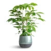 Schefflera Actinophylla - Australian Umbrella Tree -Plants Sale Store Schefflera actinophylla Australian Umbrella Tree 24x100cm Ninthe Metal Plant Pot Metallic Petrol 29x25cm