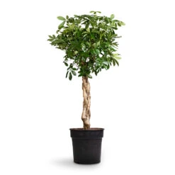 Schefflera Arboricola Compacta - Dwarf Umbrella Tree - Twisted Stem -Plants Sale Store Schefflera arboricola Compacta Dwarf Umbrella Tree Twisted Stem 30x120cm
