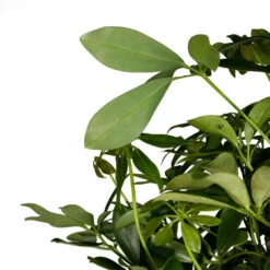 Schefflera Arboricola Compacta - Dwarf Umbrella Tree - Twisted Stem -Plants Sale Store Schefflera arboricola Compacta Dwarf Umbrella Tree Twisted Stem 30x120cm 3