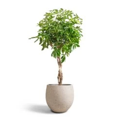 Mini Orb Kevan Plant Pot - Grey Washed -Plants Sale Store Schefflera arboricola Compacta Dwarf Umbrella Tree Twisted Stem 30x120cm Mini Orb Kevan Plant Pot Grey Washed 39x35cm 6583d1b4 ba0d 4b70 bb03 9c21d3b25678