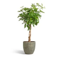 Schefflera Arboricola Compacta - Dwarf Umbrella Tree - Twisted Stem -Plants Sale Store Schefflera arboricola Compacta Dwarf Umbrella Tree Twisted Stem 30x120cm Rinca Plant Pot Shiny Green 36x32cm