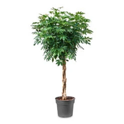 Schefflera Arboricola Compacta - Dwarf Umbrella Tree - Twisted Stem -Plants Sale Store Schefflera arboricola Compacta Dwarf Umbrella Tree Twisted Stem 34x160cm