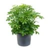 Schefflera Arboricola - Dwarf Umbrella Tree -Plants Sale Store Schefflera arboricola Dwarf Umbrella Tree 29x60cm