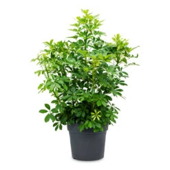 Schefflera Arboricola - Dwarf Umbrella Tree -Plants Sale Store Schefflera arboricola Dwarf Umbrella Tree 34x80cm