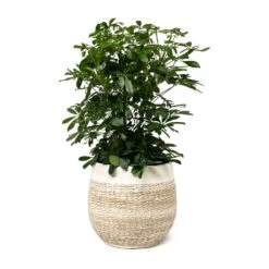 Schefflera Arboricola - Dwarf Umbrella Tree -Plants Sale Store Schefflera arboricola Dwarf Umbrella Tree Merin Plant Pot Sand