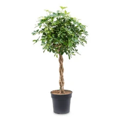 Schefflera Arboricola Gold Capella - Dwarf Umbrella Tree - Twisted Stem -Plants Sale Store Schefflera arboricola Gold Capella Dwarf Umbrella Tree Twisted Stem 30x120cm e917e439 1ddd 495a ad2d e20574029d71