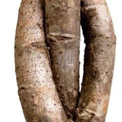 Schefflera Arboricola Gold Capella - Dwarf Umbrella Tree - Twisted Stem -Plants Sale Store Schefflera arboricola Gold Capella Dwarf Umbrella Tree Twisted Stem DETAIL