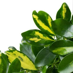 Schefflera Arboricola Gold Capella - Dwarf Umbrella Tree - Twisted Stem -Plants Sale Store Schefflera arboricola Gold Capella Dwarf Umbrella Tree Twisted Stem DETAIL 3