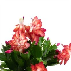 Schlumbergera - Christmas Cactus - Red 20 Schlumbergera - Christmas Cactus - Red -Plants Sale Store Schlumbergera Christmas Cactus Houseplant Red Leaves