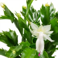 Schlumbergera - Christmas Cactus - White -Plants Sale Store Schlumbergera Christmas Cactus Houseplant White Leaves