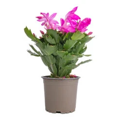 Schlumbergera - Christmas Cactus - Pink/Purple -Plants Sale Store Schlumbergera Christmas Cactus Pink Purple 12x25cm 2