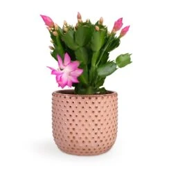 Schlumbergera - Christmas Cactus - Pink/Purple -Plants Sale Store Schlumbergera Christmas Cactus Pink Purple 12x25cm Bolino Plant Pot Pale Rose 14x13cm d3179c00 b6f5 435b 91c4 2b0b430b41d7