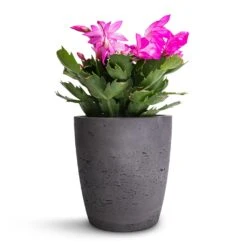 Gerben Plant Pot - Black Washed -Plants Sale Store Schlumbergera Christmas Cactus Pink Purple 12x25cm Gerben Plant Pot Black Washed 15x16cm be32aa3a eaee 46cd 8669 995c5bf51f99