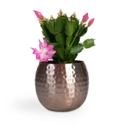 Schlumbergera - Christmas Cactus - Pink/Purple -Plants Sale Store Schlumbergera Christmas Cactus Pink Purple 12x25cm Kody Metal Plant Pots Set3 Large Rose Gold 53ff83eb 026c 44e6 bf42 8e21b6ae65ff