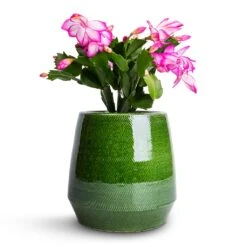 Remi Plant Pot - Green -Plants Sale Store Schlumbergera Christmas Cactus Pink Purple 9x23cm Remi Plant Pot Green 15x15cm f000648d 2f3a 4720 9826 a92c984dd45f