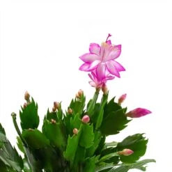 Schlumbergera - Christmas Cactus - Pink/Purple -Plants Sale Store Schlumbergera Christmas Cactus Pink Purple Leaves