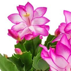 Plants Sale Store -Plants Sale Store Schlumbergera Christmas Cactus Pink Purple SWATCH
