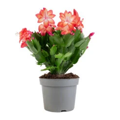 Schlumbergera - Christmas Cactus - Red 23 Schlumbergera - Christmas Cactus - Red -Plants Sale Store Schlumbergera Christmas Cactus Red 12x25cm 5579