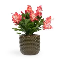 Schlumbergera - Christmas Cactus - Red 25 Schlumbergera - Christmas Cactus - Red -Plants Sale Store Schlumbergera Christmas Cactus Red 12x25cm Bolino Plant Pot Green 14x13cm