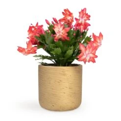 Schlumbergera - Christmas Cactus - Red 26 Schlumbergera - Christmas Cactus - Red -Plants Sale Store Schlumbergera Christmas Cactus Red 12x25cm Charlie Plant Pot Metallic Gold 15x15cm