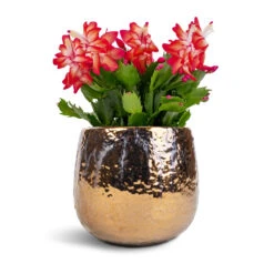 Schlumbergera - Christmas Cactus - Red 22 Schlumbergera - Christmas Cactus - Red -Plants Sale Store Schlumbergera Christmas Cactus Red 12x25cm Yvette Plant Pot Gold 15x13cm