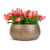 Schlumbergera - Christmas Cactus - Red -Plants Sale Store Schlumbergera Christmas Cactus Red 12x25cm x3 Ryan Plant Bowl Shiny Gold 28x13cm