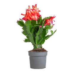 Schlumbergera - Christmas Cactus - Red 19 Schlumbergera - Christmas Cactus - Red -Plants Sale Store Schlumbergera Christmas Cactus Red 9x23cm 3