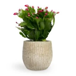 Schlumbergera - Christmas Cactus - Red 28 Schlumbergera - Christmas Cactus - Red -Plants Sale Store Schlumbergera Christmas Cactus Red 9x23cm Feico Plant Pot Mint Grey 12X11cm