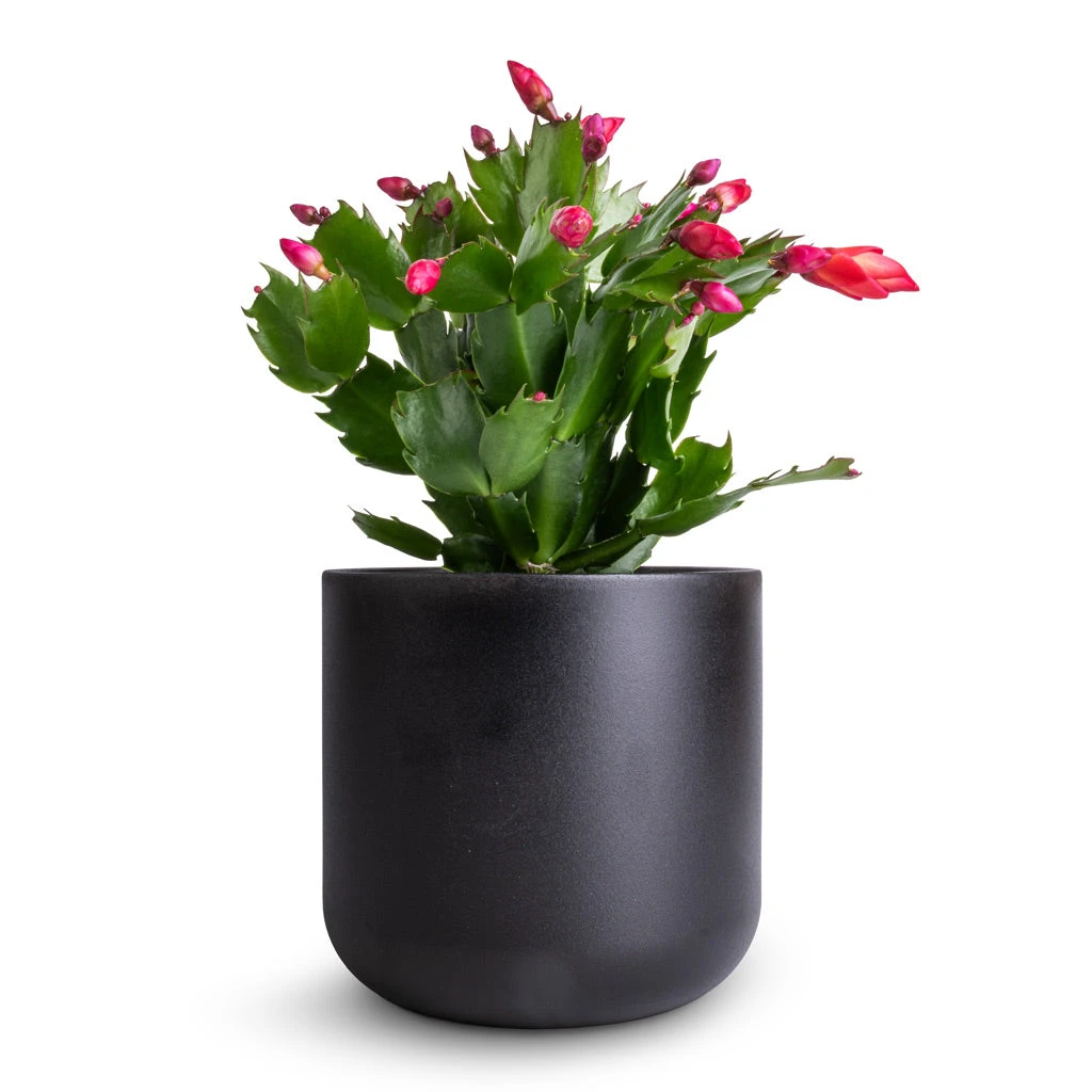 Schlumbergera - Christmas Cactus - Red 14 Schlumbergera - Christmas Cactus - Red - Image 12