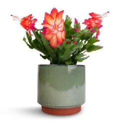 Schlumbergera - Christmas Cactus - Red 18 Schlumbergera - Christmas Cactus - Red -Plants Sale Store Schlumbergera Christmas Cactus Red 9x23cm Malibu Plant Pot Green 12x11cm