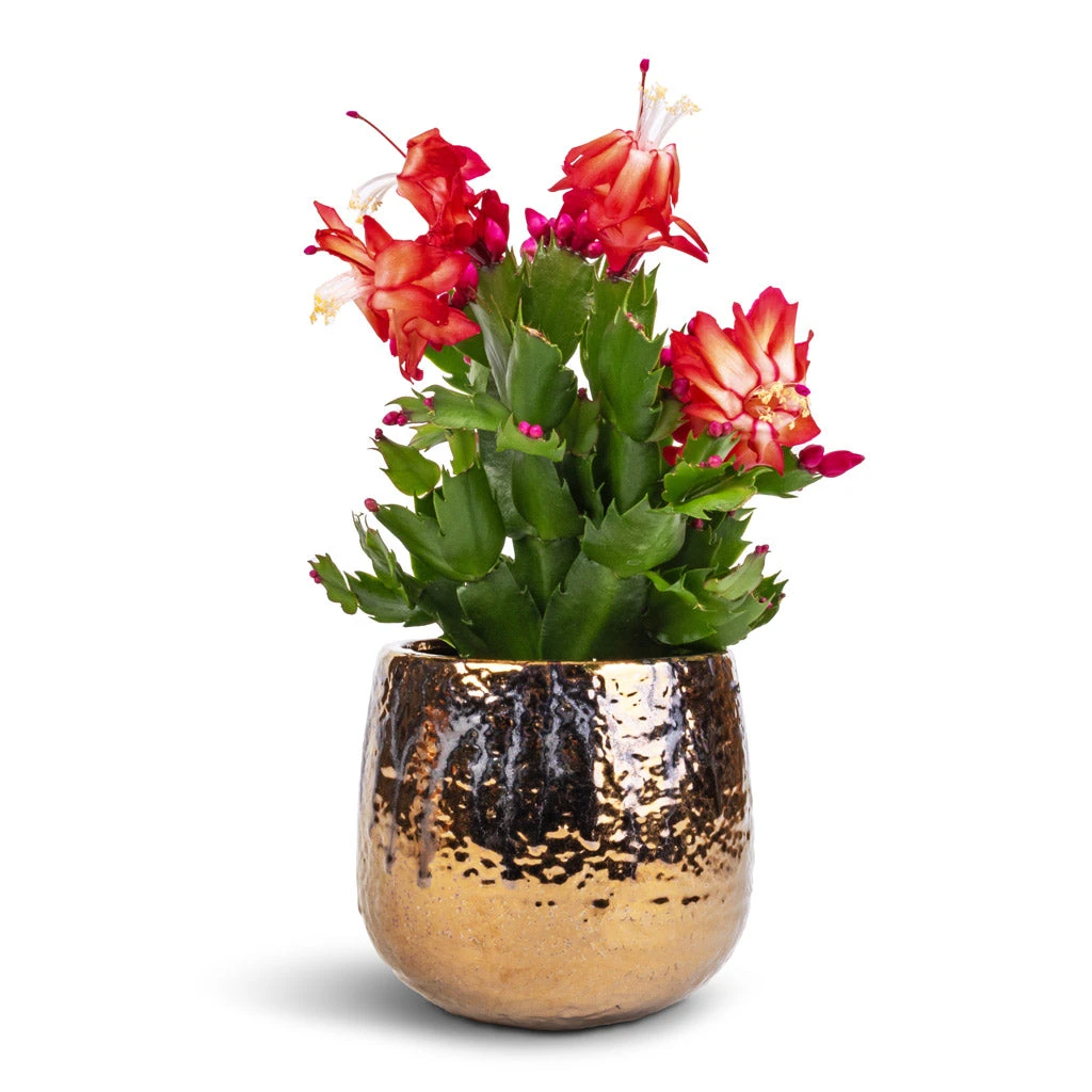 Schlumbergera - Christmas Cactus - Red 11 Schlumbergera - Christmas Cactus - Red - Image 9