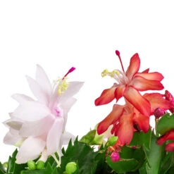 Schlumbergera - Christmas Cactus - White -Plants Sale Store Schlumbergera Christmas Cactus Red white SWATCH