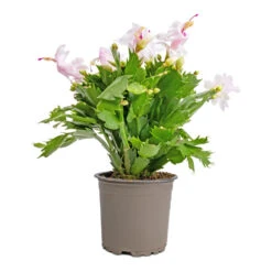 Schlumbergera - Christmas Cactus - White -Plants Sale Store Schlumbergera Christmas Cactus White 12x25cm 2