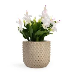 Schlumbergera - Christmas Cactus - White -Plants Sale Store Schlumbergera Christmas Cactus White 12x25cm Bolino Plant Pot Mint 15x13cm
