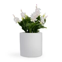 Schlumbergera - Christmas Cactus - White -Plants Sale Store Schlumbergera Christmas Cactus White 12x25cm Bolino Plant Pot Mint 15x13cm Puk Planter Matt White 15x15cm