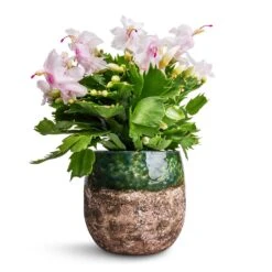Lindy Plant Pot - Black Green -Plants Sale Store Schlumbergera Christmas Cactus White 12x25cm Lindy Plant Pot Black Green 16x13cm 38a28bbd a32d 4490 a721 026cf59bbc09