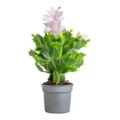 Schlumbergera - Christmas Cactus - White -Plants Sale Store Schlumbergera Christmas Cactus White 9x23cm 3