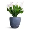 Schlumbergera - Christmas Cactus - White -Plants Sale Store Schlumbergera Christmas Cactus White 9x23cm Anne Plant Pot Blue Stone 12x11cm