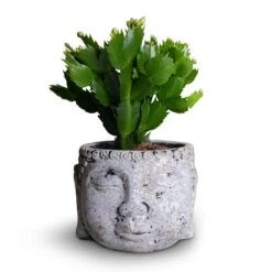 Schlumbergera - Christmas Cactus - White -Plants Sale Store Schlumbergera Christmas Cactus White 9x23cm Buddha Plant Pot Cement 14x11cm