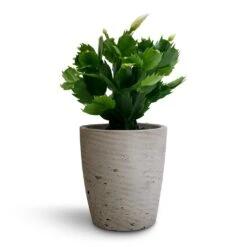 Schlumbergera - Christmas Cactus - White -Plants Sale Store Schlumbergera Christmas Cactus White 9x23cm Gerben Plant Pot Grey Washed 12x13cm 95063928 e9a0 4b62 a377 f77148ef91e8