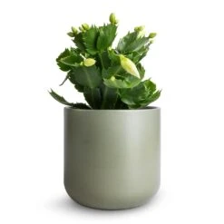 Schlumbergera - Christmas Cactus - White -Plants Sale Store Schlumbergera Christmas Cactus White 9x23cm Lisbon Plant Pot Sage 13x13cm