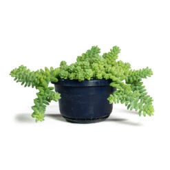 Sedum Burrito - Donkey Tail -Plants Sale Store Sedum Burrito Donkey Tail 14cm