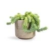 Sedum Burrito - Donkey Tail -Plants Sale Store Sedum Burrito Donkey Tail 14x20cm Novi Plant Pot Grey Washed 18x15.5cm 13017a12 041d 43f4 b07d 8cc7fb9038ff