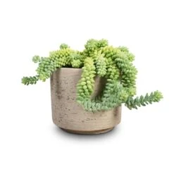Novi Plant Pot - Grey Washed -Plants Sale Store Sedum Burrito Donkey Tail 14x20cm Novi Plant Pot Grey Washed 18x15.5cm 284127c5 b4c9 43c8 802b 648e178f4dc7