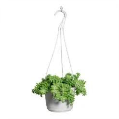 Sedum Burrito - Donkey Tail -Plants Sale Store Sedum Burrito Donkey Tail 20x45cm