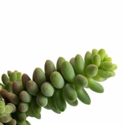 Sedum Burrito - Donkey Tail -Plants Sale Store Sedum Burrito Donkey Tail DETAIL 3