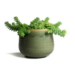 Sedum Burrito - Donkey Tail -Plants Sale Store Sedum Burrito Donkey Tail Iris Plant Pot Mint
