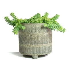Sedum Burrito - Donkey Tail -Plants Sale Store Sedum Burrito Donkey Tail Nola Plant Pot Shiny Earth